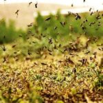 پاتک سنگین جهاد کشاورزی به هجوم ملخ ها در خراسان رضوی