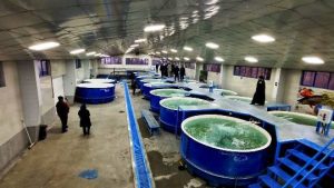 فیلم – افتتاح پروژه پرورش بچه ماهی قزل آلا