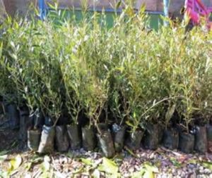 توزیع گسترده نهال همزمان با روز قدس در خراسان رضوی