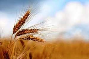 آغاز خرید تضمینی گندم در خراسان رضوی از جنوب استان