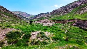 مراتع صدها همت آورده اقتصادی برای استان دارند